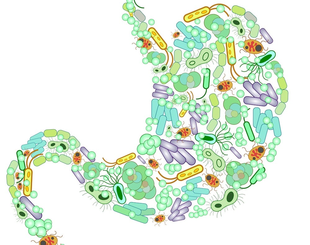 Yeast over growth intestine